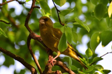 Kafkas bülbülü Greenfinch Chloris Chloris Kuzey Kafkasya 'nın dağ eteklerindeki bir ağacın dallarında oturur.                               