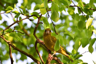  Beyaz kuş Greenfinch Chloris Chloris Kuzey Kafkasya 'nın eteklerindeki bir ağacın dallarında oturur ve dinlenir.                              