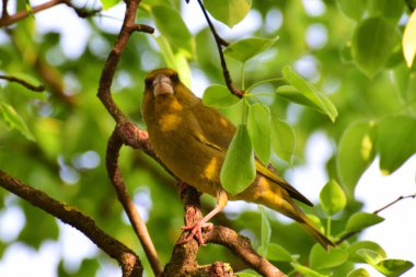 Beyaz kuş Greenfinch Chloris Chloris Kuzey Kafkasya 'nın eteklerindeki bir ağacın dallarında oturur.                               