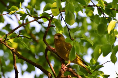 Kafkas bülbülü Greenfinch Chloris Chloris Kuzey Kafkasya 'nın dağ eteklerindeki bir ağacın dallarında oturur.                               