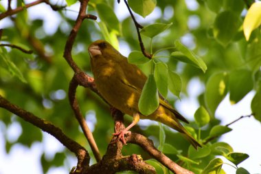 Genç bahar kuşu Greenfinch Chloris Chloris Kuzey Kafkasya 'nın eteklerindeki bir ağacın yapraklarında oturur.                               
