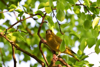 Beyaz kuş Greenfinch Chloris Chloris Kuzey Kafkasya 'nın eteklerindeki bir ağacın dallarında oturur.                               