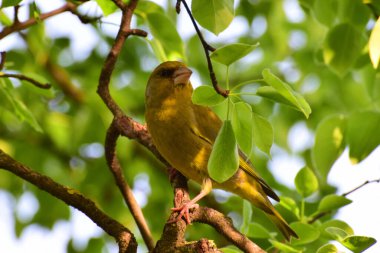 Genç ötleğen kuşu Greenfinch Chloris Chloris Kuzey Kafkasya 'nın dağ eteklerindeki bir ağacın yapraklarında oturur.                              