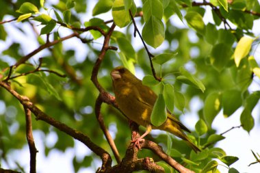 Genç bahar kuşu Greenfinch Chloris Chloris Kuzey Kafkasya 'nın eteklerindeki bir ağacın yapraklarında oturur.                               