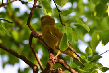  Genç ötleğen kuşu Greenfinch Chloris Chloris Kuzey Kafkasya 'nın eteklerindeki bir ağacın yapraklarında oturur.                              