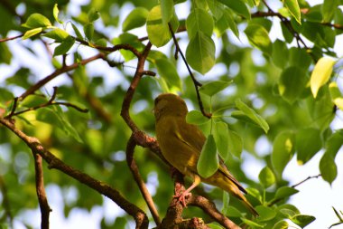 Genç ötleğen kuşu Greenfinch Chloris Chloris Kuzey Kafkasya 'nın eteklerindeki bir ağacın yapraklarında oturur.                              