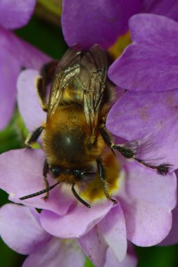 İlkbaharda Kuzey Kafkasya 'nın eteklerindeki Primula denticulata adlı pembe bir çiçekte polen ve nektar toplayan tüylü kahverengi arılar.                              