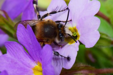 Kuzey Kafkasya 'nın eteklerindeki Primula denticulata adlı pembe bir çiçekte bahar aylarında polen ve nektar toplayan kahverengi ve tüylü bir bahar arısının makroskobu.                               