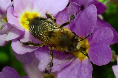  Kuzey Kafkasya 'nın eteklerindeki Primula denticulata adlı pembe bir çiçekte bahar aylarında polen ve nektar toplayan tüylü ve kahverengi bir arıya yakın çekim.                             