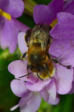 İlkbaharda Kuzey Kafkasya 'nın eteklerindeki Primula denticulata adlı pembe bir çiçekte polen ve nektar toplayan tüylü kahverengi arılar.                              