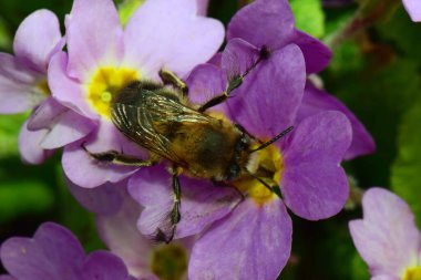  Kuzey Kafkasya 'nın eteklerindeki Primula denticulata adlı pembe bir çiçekte bahar aylarında polen ve nektar toplayan tüylü ve kahverengi bir arıya yakın çekim.                             