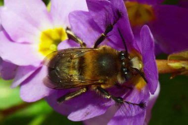 Bahar aylarında kabarık tüylü ve kahverengi arı Anthophora plumipes, Kuzey Kafkasya 'nın eteklerindeki Primula denticulata adlı pembe bir çiçekte bahar aylarında polen ve nektar toplar.                               