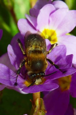 Bahar aylarında kabarık tüylü ve kahverengi arı Anthophora plumipes, Kuzey Kafkasya 'nın eteklerindeki Primula denticulata adlı pembe bir çiçekte bahar aylarında polen ve nektar toplar.                               