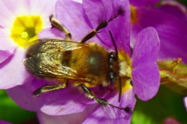 Kuzey Kafkasya 'nın eteklerindeki Primula denticulata adlı pembe bir çiçekte bahar aylarında polen ve nektar toplayan tüylü ve kahverengi bir arı tüyü.                               