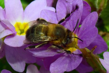 Genç ve tüylü bir arı olan Anthophora plumipes, Kuzey Kafkasya 'nın eteklerindeki Primula denticulata adlı pembe ve mor çiçekte bahar aylarında polen ve nektar toplar.                               
