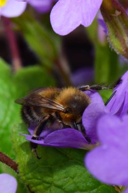  Pembe-mor çiçek Primula denticulata 'da bahar aylarında Kuzey Kafkasya eteklerinde polen ve nektar toplayan tüylü ve kahverengi Kafkas arıları.                             