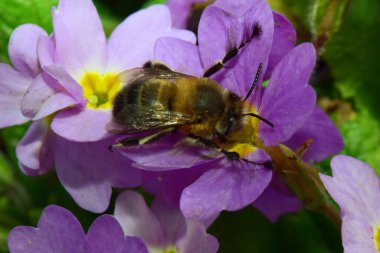 Genç ve tüylü bir arı olan Anthophora plumipes, Kuzey Kafkasya 'nın eteklerindeki Primula denticulata adlı pembe ve mor çiçekte bahar aylarında polen ve nektar toplar.                               