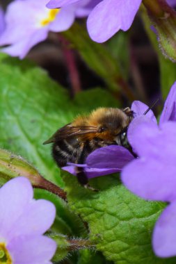 Kuzey Kafkasya 'nın eteklerindeki Primula denticulata adlı pembe bir çiçekte bahar aylarında polen ve nektar toplayan tüylü ve Kafkas kahverengi arı tüylerinin yakın çekimi.                              