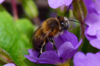  Makro yay kabarık ve kahverengi Kafkas arısı Anthophora plumipes. İlkbaharda Kuzey Kafkasya eteklerindeki Primula denticulata adlı pembe bir çiçekte polen ve nektar topluyor.                              