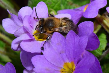 Kuzey Kafkasya 'nın eteklerindeki Primula denticulata adlı pembe ve mor bir çiçekte bahar aylarında polen ve nektar toplayan genç ve tüylü beyaz arı Anthophora' nın makrosudur.                               