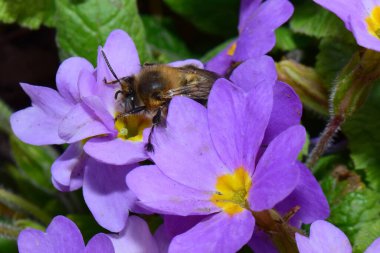 Bahar tüylü ve kahverengi arı Anthophora plumipes İlkbaharda polen ve nektar topluyor Kuzey Kafkasya eteklerindeki Primula denticulata 'nın pembe-mor renklerinde                               