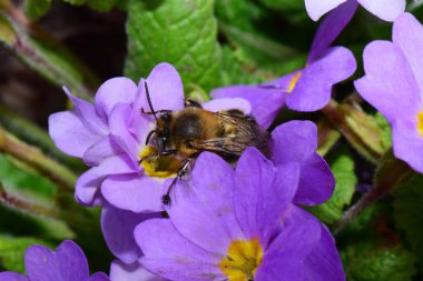 Kuzey Kafkasya 'nın eteklerindeki Primula denticulata adlı pembe ve mor bir çiçekte bahar aylarında polen ve nektar toplayan genç ve tüylü beyaz arı Anthophora' nın makrosudur.                               