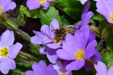 Bahar tüylü ve kahverengi arı Anthophora plumipes İlkbaharda polen ve nektar topluyor Kuzey Kafkasya eteklerindeki Primula denticulata 'nın pembe-mor renklerinde                               