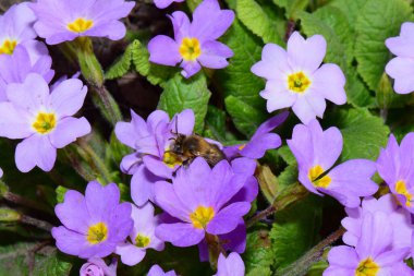   Bahar aylarında Kuzey Kafkasya 'nın eteklerindeki Primula denticulata' nın pembe mor çiçeklerinde polen ve nektar toplayan tüylü arılar.                             