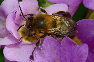 Kuzey Kafkasya 'nın eteklerinde bulunan Primula denticulata adlı pembe ve mor bir çiçekte bahar aylarında polen ve nektar toplayan genç ve tüylü bir arıya yakın çekim.                              