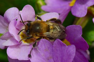 Kuzey Kafkasya 'nın eteklerinde bulunan Primula denticulata adlı pembe ve mor bir çiçekte bahar aylarında polen ve nektar toplayan genç ve tüylü bir arıya yakın çekim.                              
