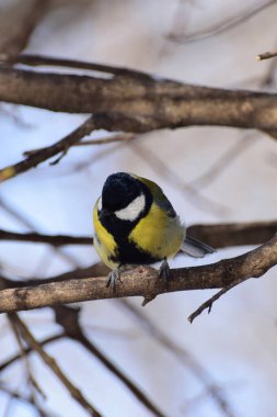 Bird tit Parus major yellow and black tie on the branches of a tree in winter in the foothills of the Caucasus                               