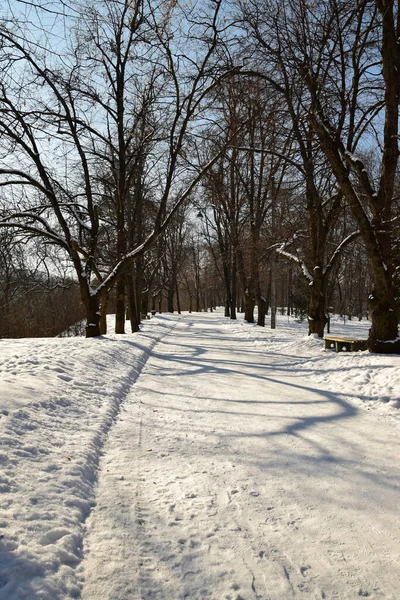 冬天的小巷 在高加索山脚下有雪地 树上长满了树木和灌木 — 图库照片