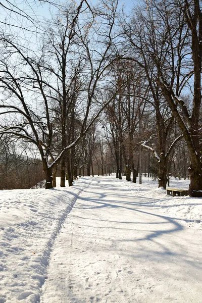 Pasarela Invierno Con Árboles Arbustos Con Nieve Enero Las Estribaciones — Foto de Stock