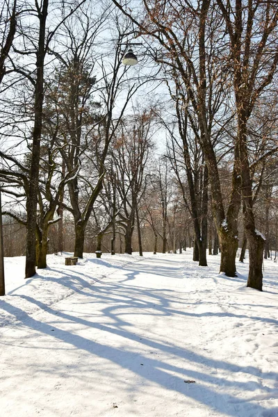 Vinterpromenad Med Träd Och Buskar Januari Vid Foten Kaukasus — Stockfoto