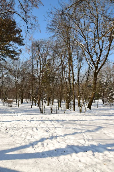 1月的傍晚雪地上的冬季树木 高加索山麓公园 — 图库照片