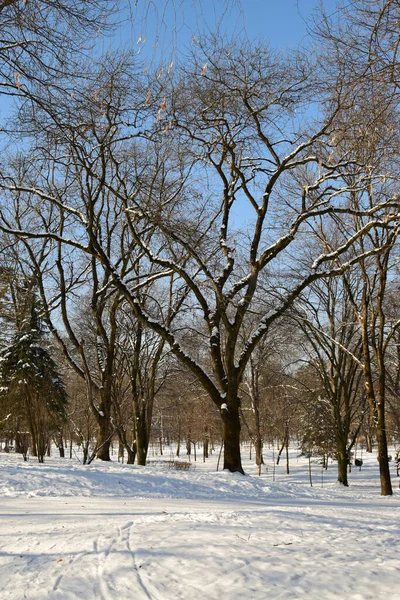 1月份在Caucasu山脚下有雪的冬树 — 图库照片