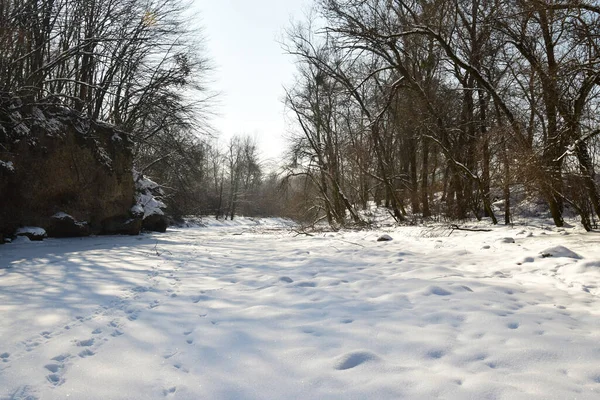 Vue Depuis Une Rivière Gelée Avec Des Arbres Janvier Dans — Photo