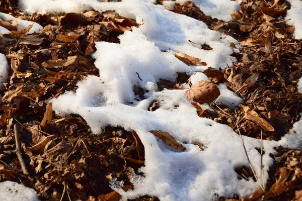 Witte Sneeuw Met Bruine Bladeren Liggend Grond Het Uitlopers Park — Stockfoto