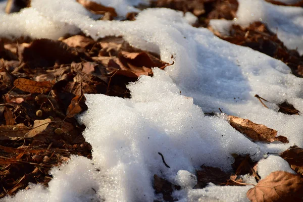 Neve Con Foglie Marroni Distese Terra Nel Parco Pedemontano Inverno — Foto Stock