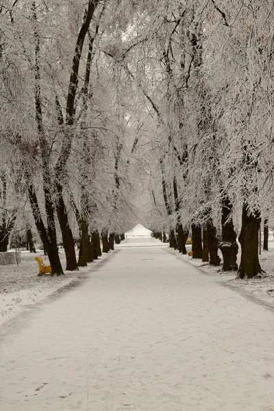 Callejón Invierno Nocturno Con Árboles Con Nieve Banco Parque Recreo — Foto de Stock