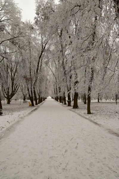冬天的小巷 在高加索山脚下的游乐园里 有雪地树木和长椅散步 — 图库照片
