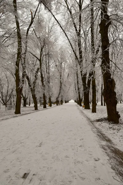 Ulička Pro Procházky Stromy Sněhem Zimním Podhůří Kavkazu — Stock fotografie