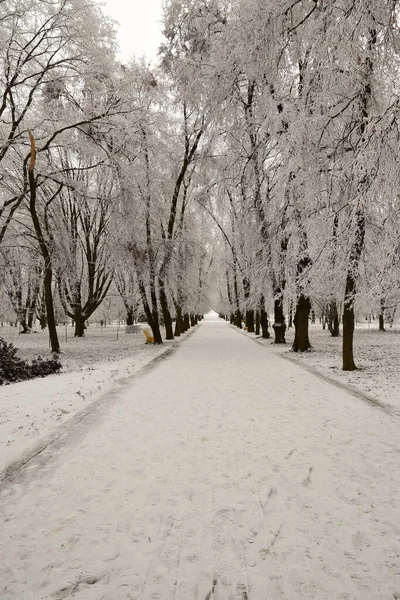 Beco Para Passeios Com Árvores Com Neve Banco Parque Recreação — Fotografia de Stock