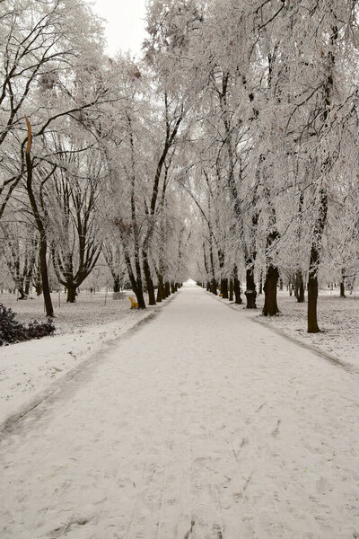 Alley for walks with trees with snow and a bench in the winter foothill recreation park of the Caucasus