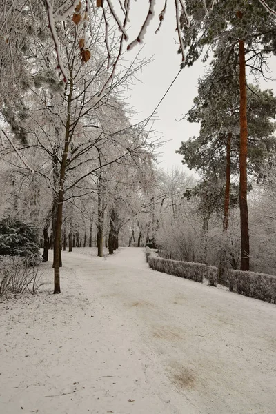 高加索冬季山麓公园的小巷 长满了树木 灌木和雪松 — 图库照片