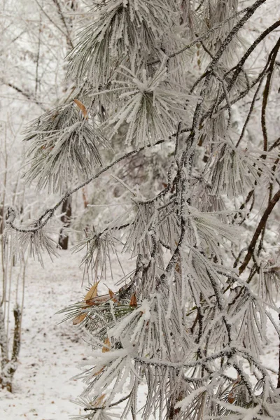 Winter Bungelende Tak Van Dennen Sneeuw Het Uitloper Park Van — Stockfoto