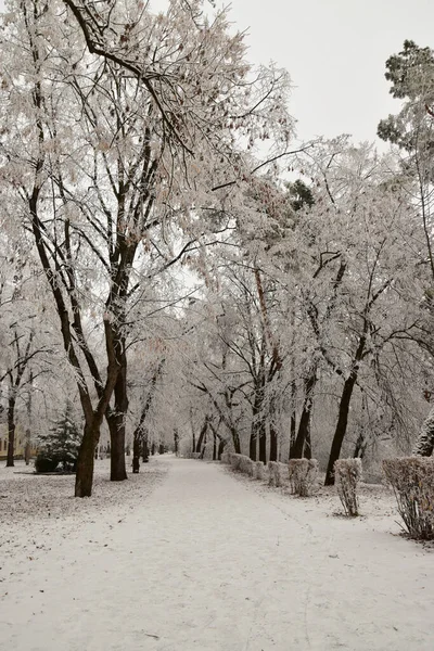 Callejón Invierno Para Paseos Con Nieve Pinos Abetos Árboles Parque — Foto de Stock