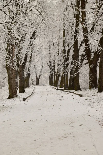 高加索山麓游憩公园冬季小巷 雪地树木丛生 — 图库照片