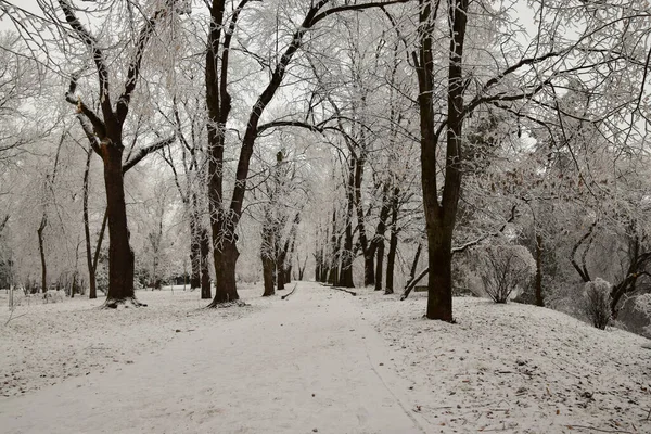 在游乐园散步的冬季树木 人行道上有雪 — 图库照片