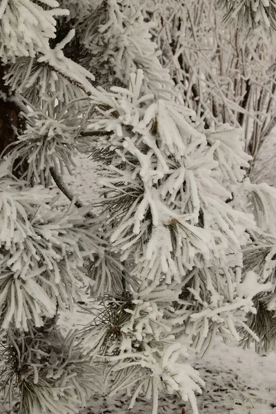 Besneeuwde Dennentakken Met Sneeuw Takken Januari Het Park Van Kaukasus — Stockfoto